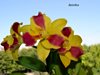 Blc. Empress Worsley Roman Holiday 